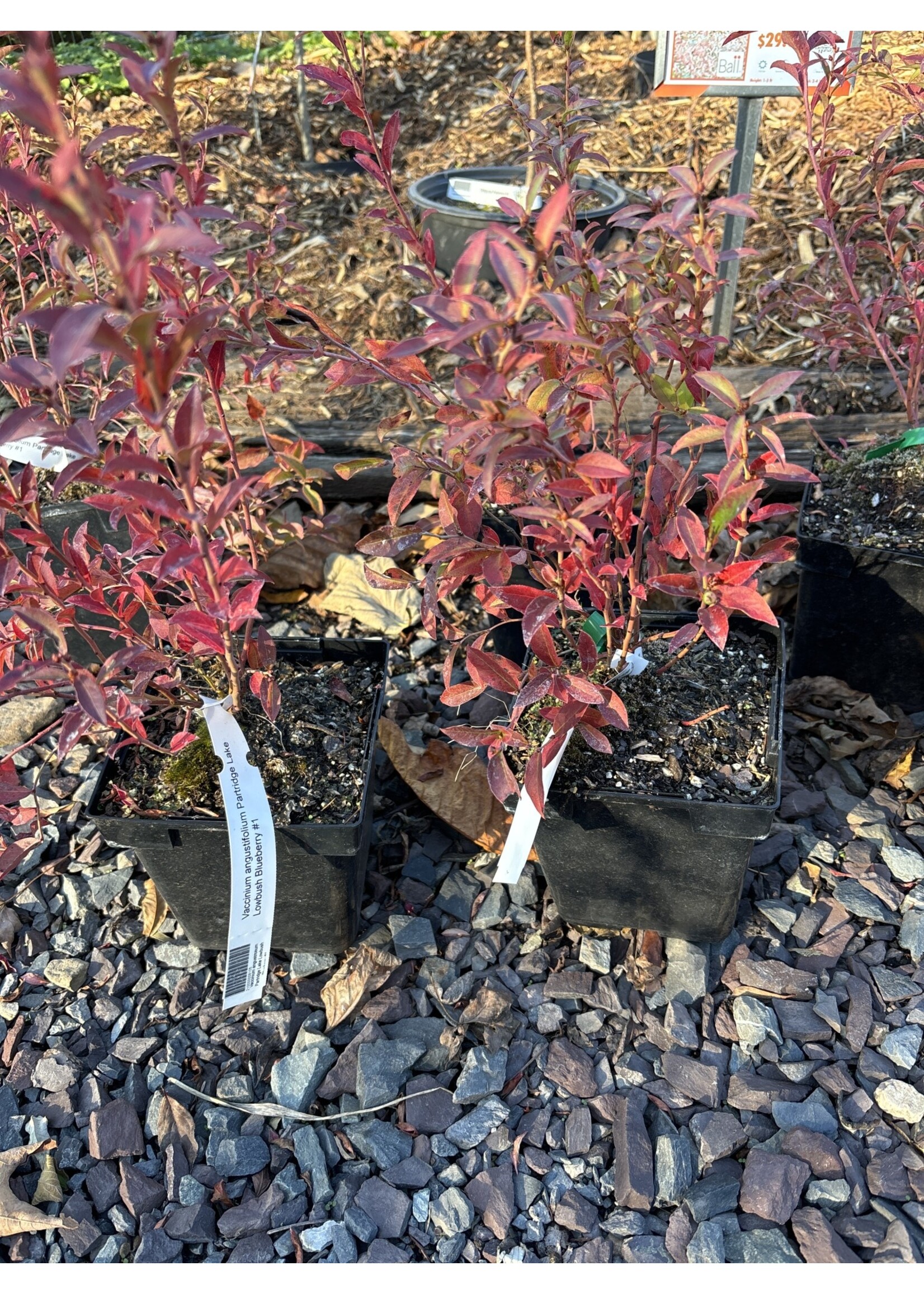 Vaccinium angustifolium Partridge Lake Lowbush Blueberry #1