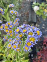 Aster tataricus Jindai- Tatarien Aster #1