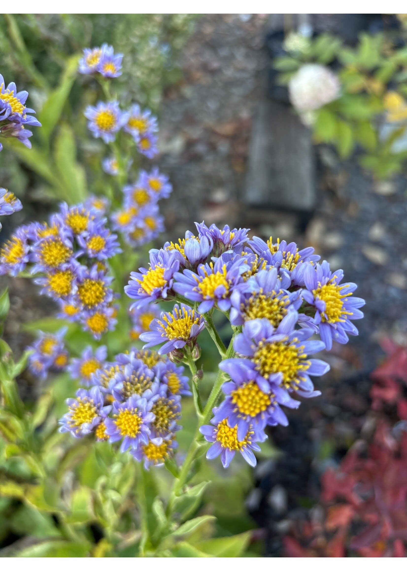 Aster tataricus Jindai- Tatarien Aster #1