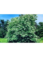 Oxydendrum arboreum Sourwood, #7