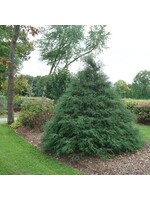 Chamaecyparis law. Haywire False Cypress, #7