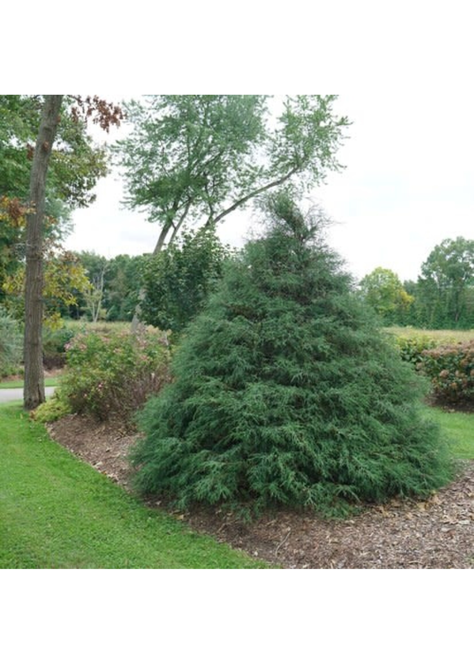 Chamaecyparis law. Haywire False Cypress, #7
