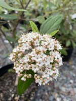 Viburnum pragense Viburnum - Willow-Leaf, #7