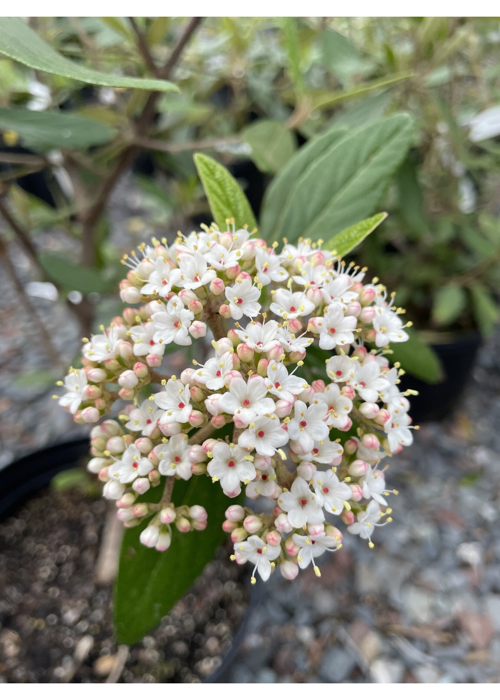 Viburnum pragense Viburnum - Willow-Leaf, #7