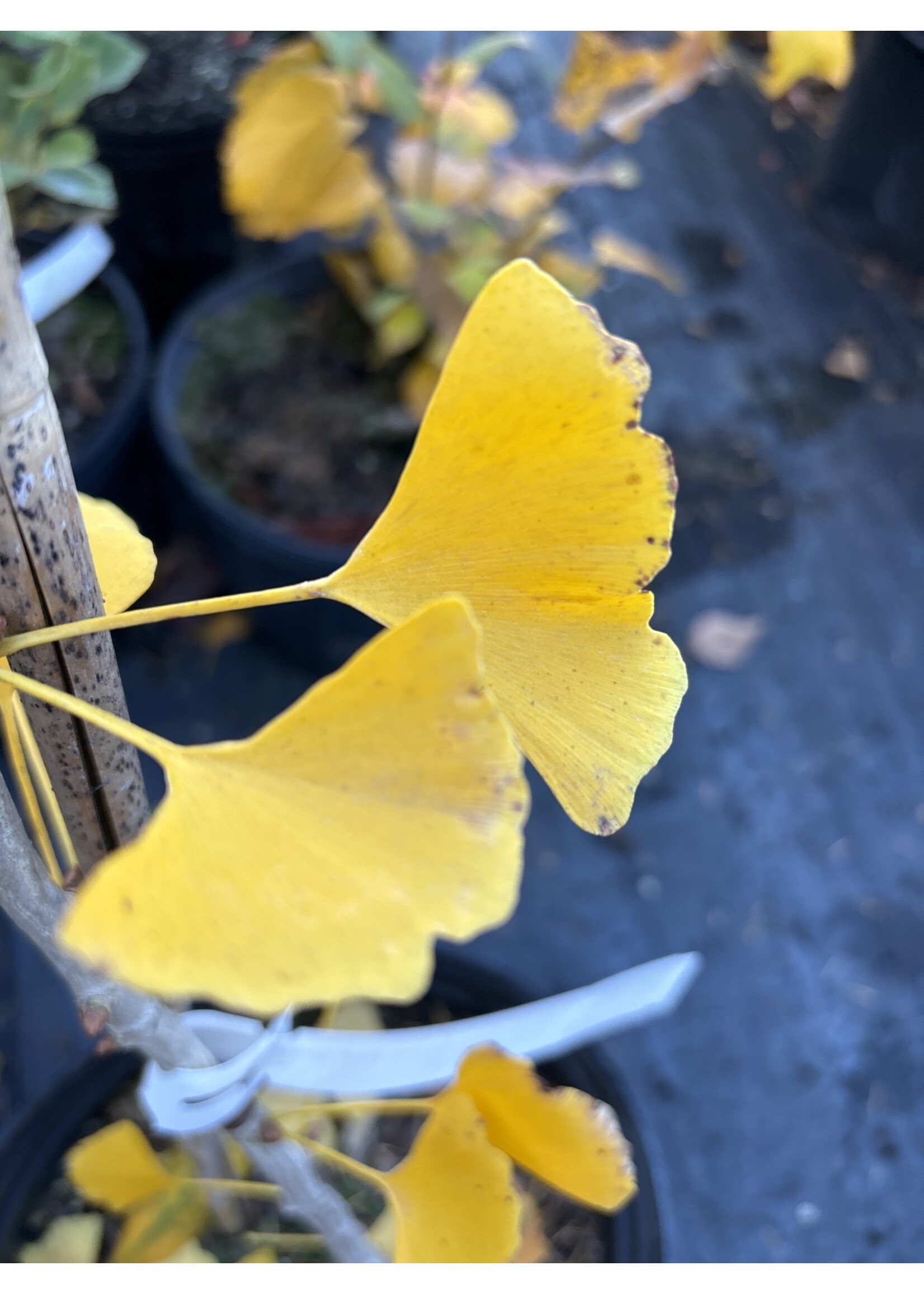 Ginkgo biloba Autumn Gold Ginkgo biloba, Autumn Gold, #3