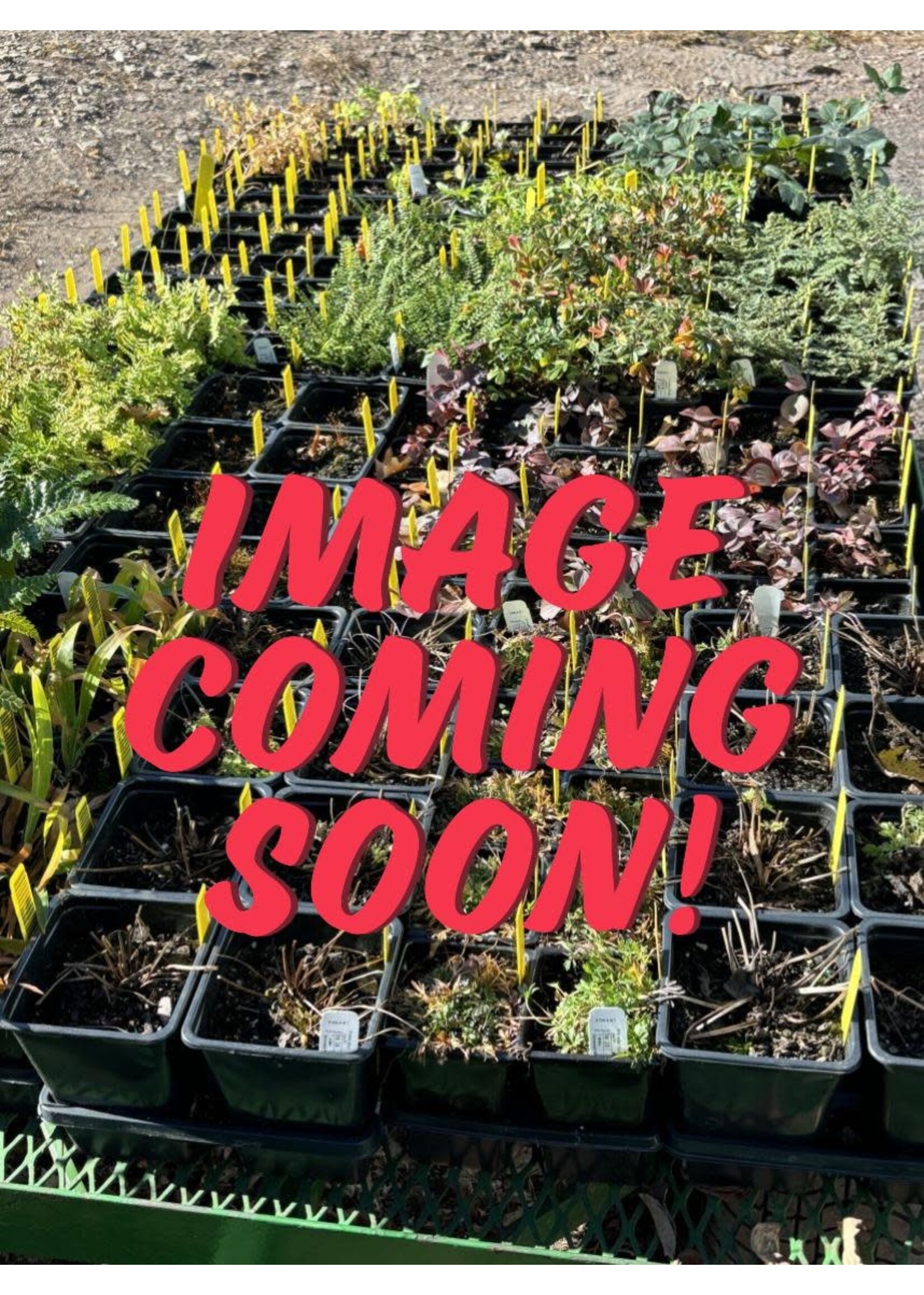 Viola pedata Eco Artist Palette, Bicolor Bird's foot violet