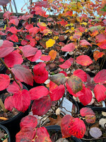 Fothergilla gardenii Fothergilla, Dwarf,#3