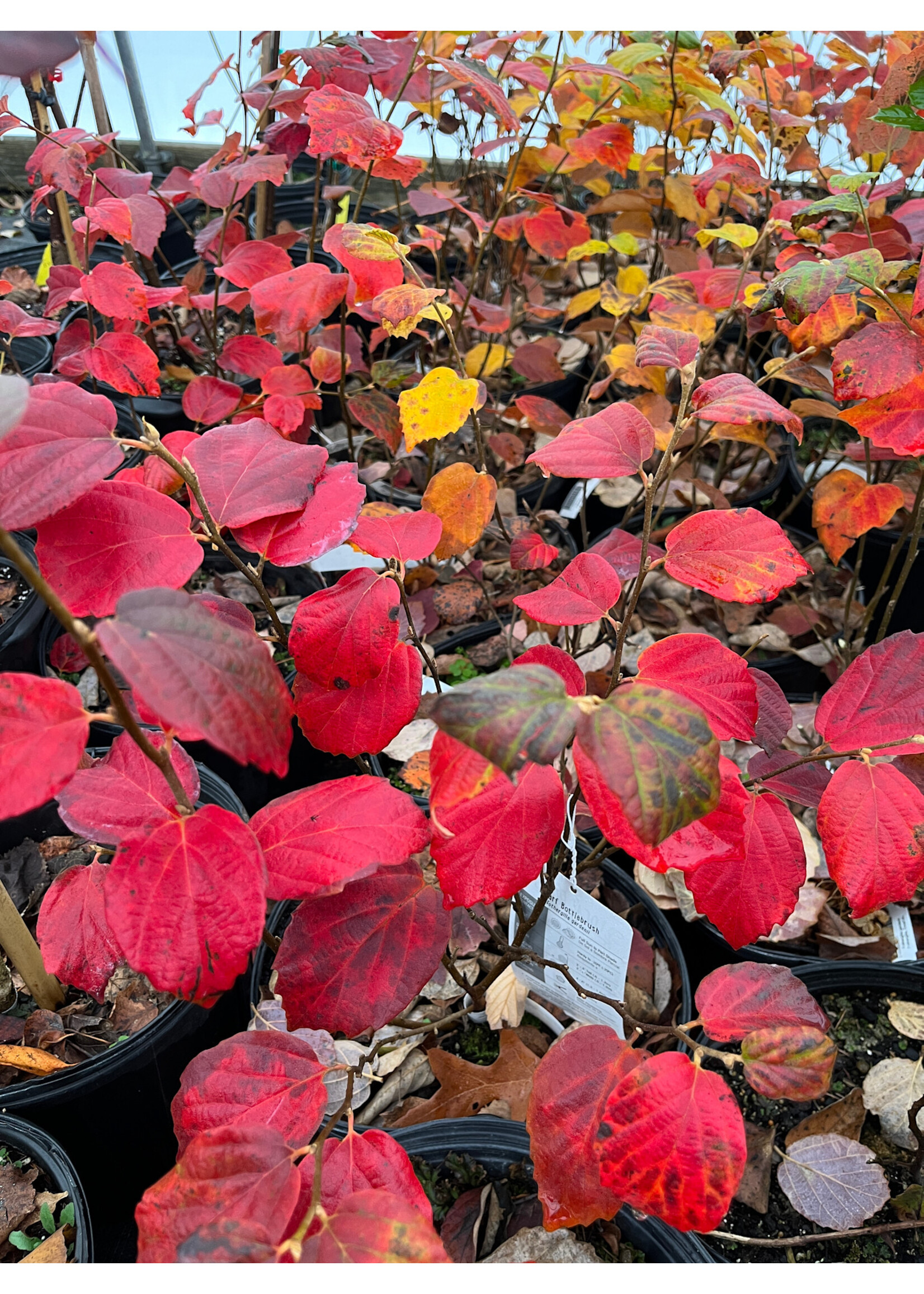 Fothergilla gardenii Fothergilla, Dwarf,#3