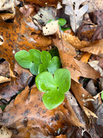 Spring Ephemerals Hepatica acutiloba, Liverwort Qt