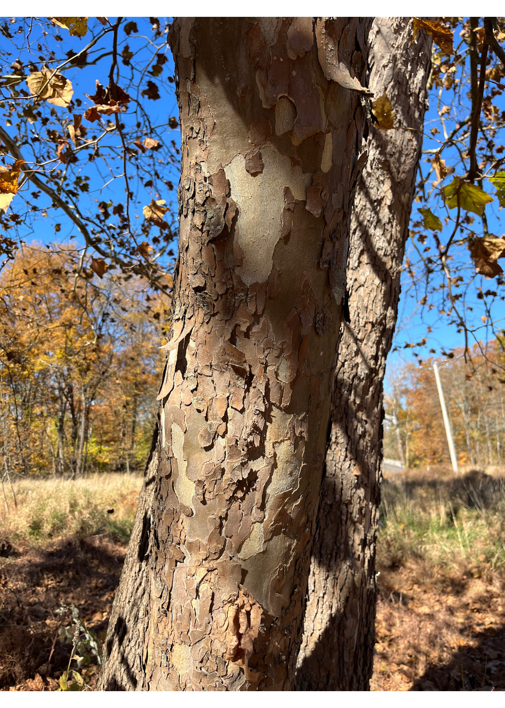 Platanus occidentalis Planetree - American Sycamore, #3