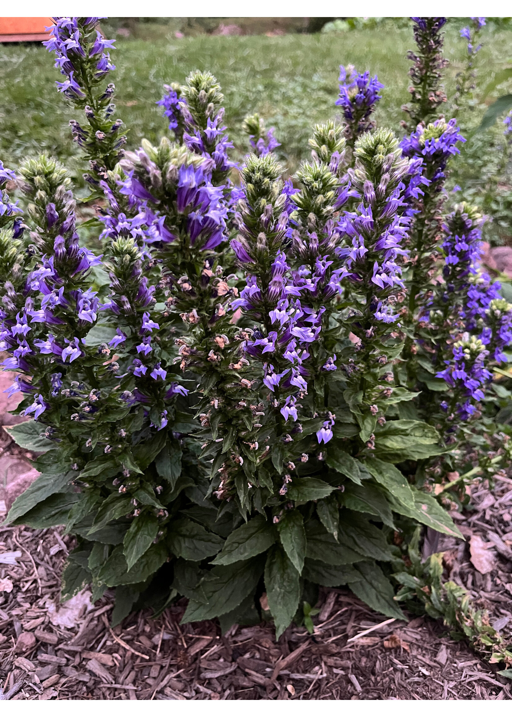 Lobelia siphilitica Cardinal Flower, Great Blue, #1