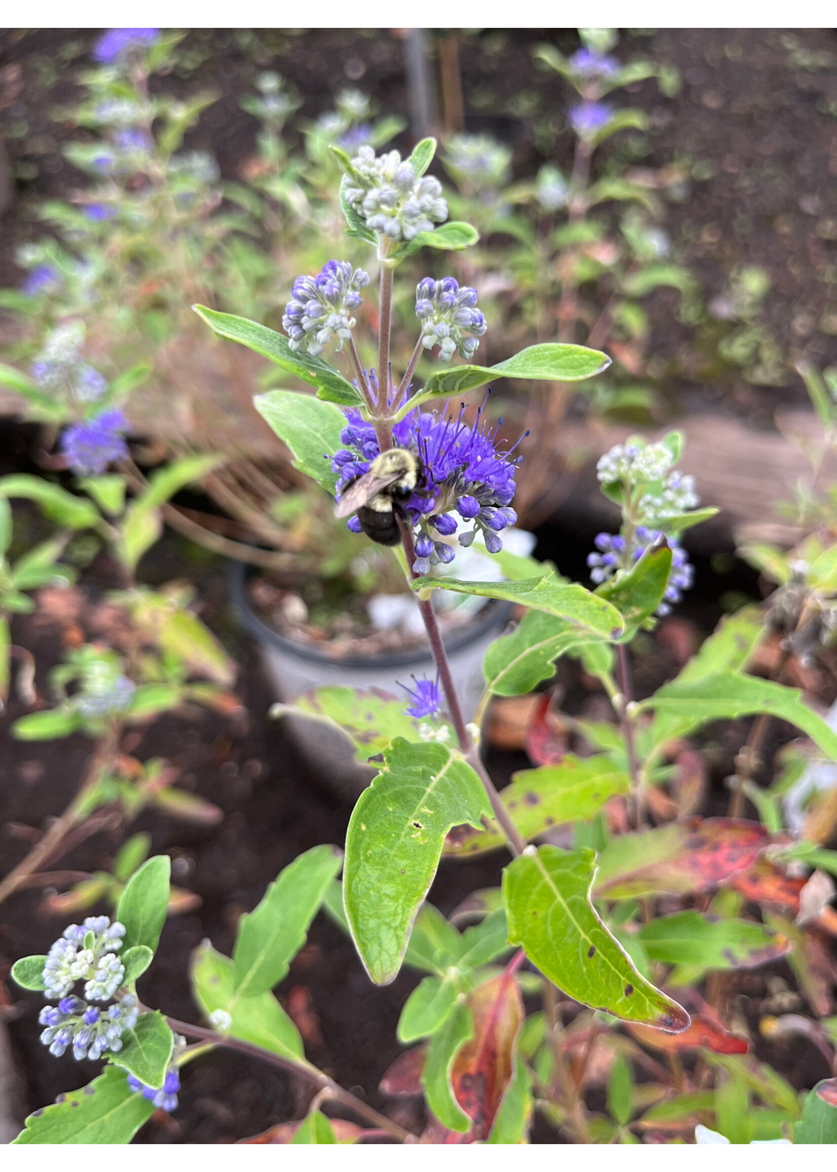 Caryopteris Beyond Midnight, Bluebeard #3