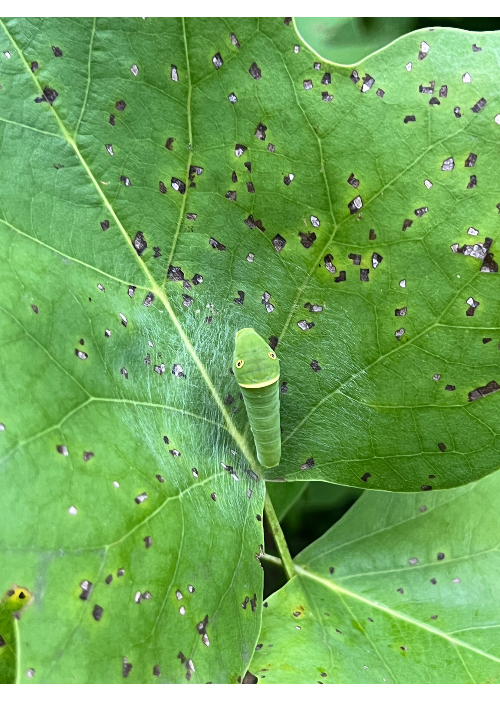 Liriodendron tulipifera Tulip Tree, #3 Container