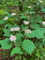 Viburnum acerifolium Viburnum, Mapleleaf, #2