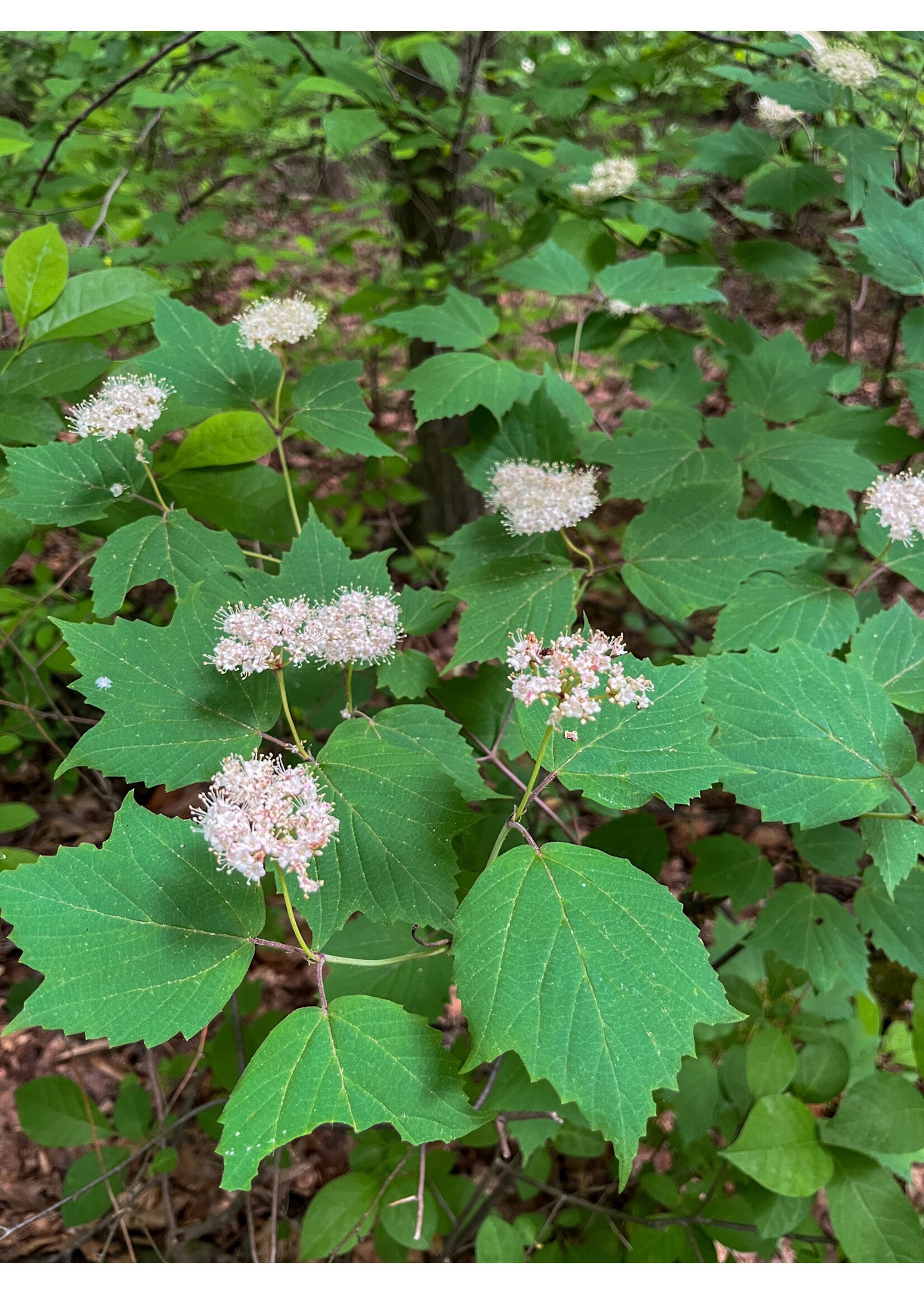 Viburnum acerifolium Viburnum, Mapleleaf, #2