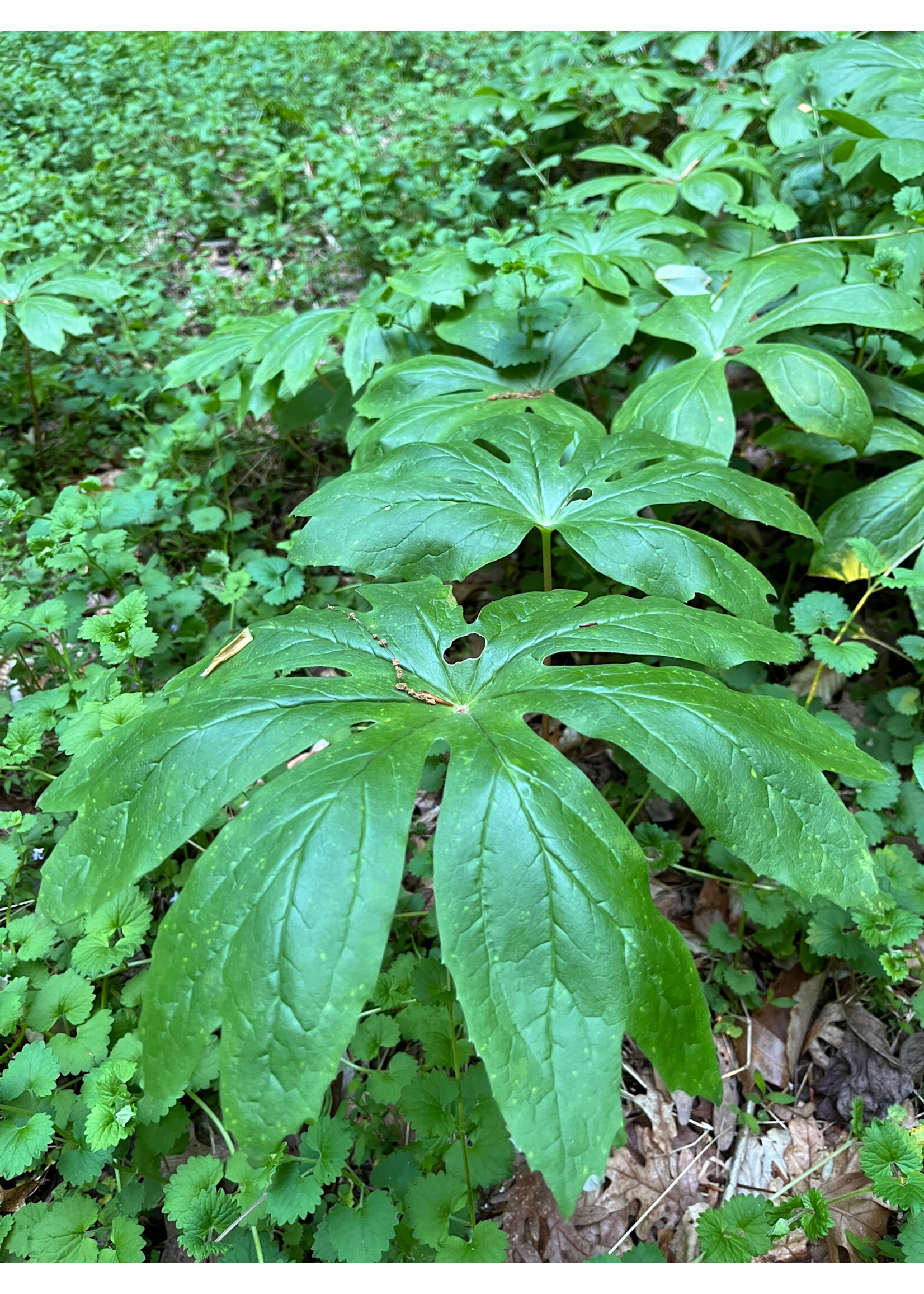 Spring Ephemerals Podophyllum peltatum, May Apple QT