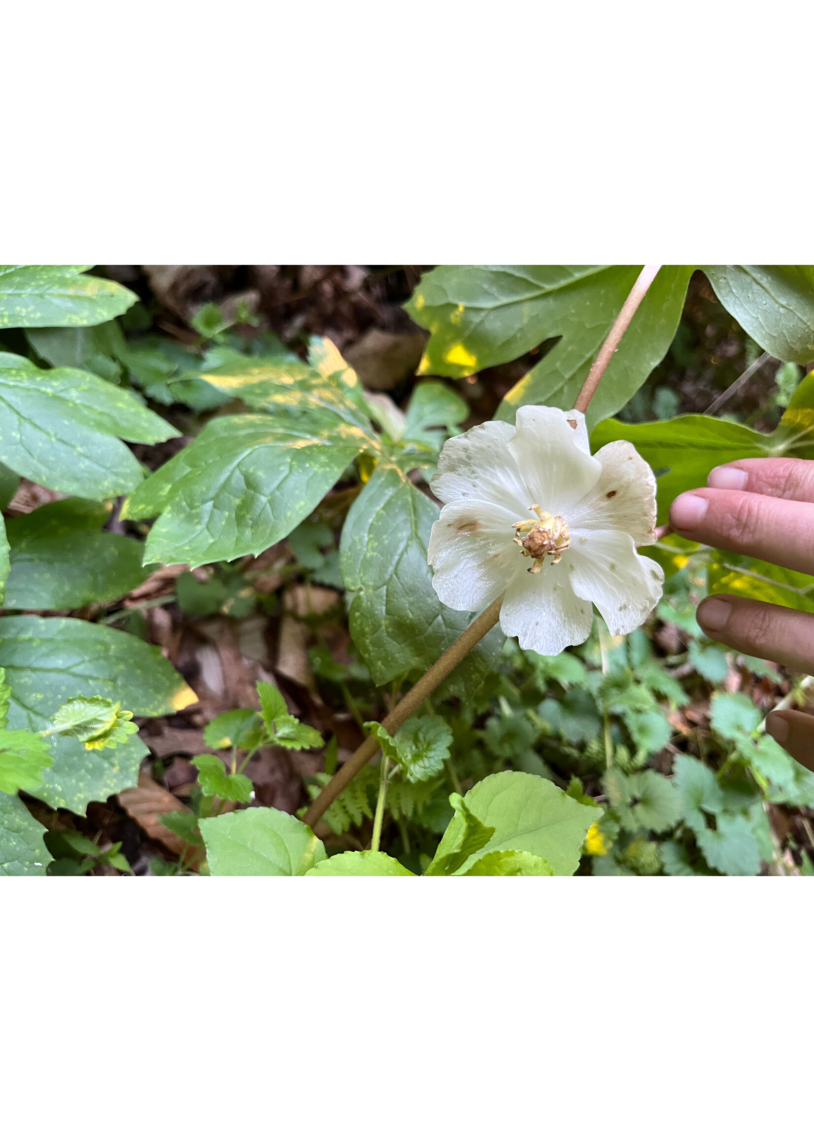 Spring Ephemerals Podophyllum peltatum, May Apple QT