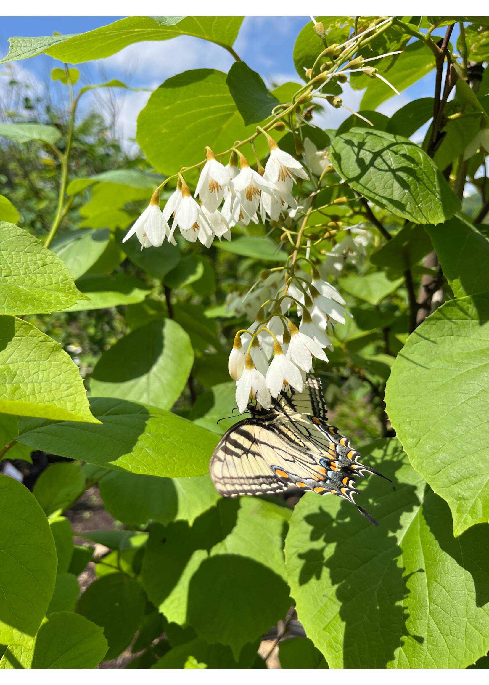 Styrax obassia, Fragrant Snowbell, #7 container