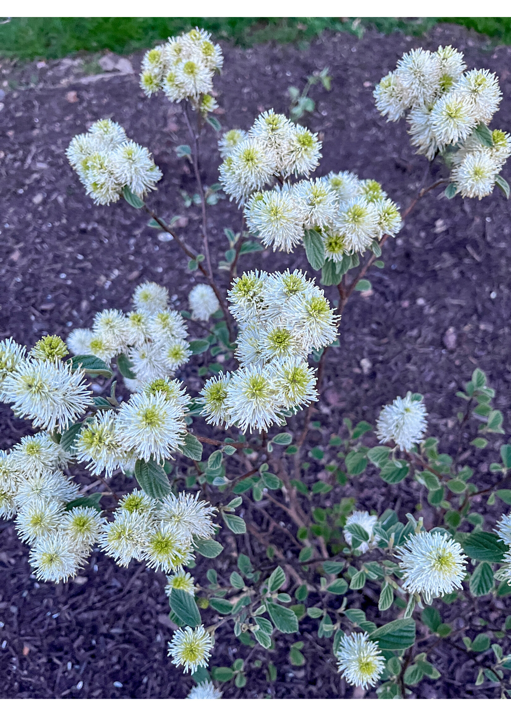 Fothergilla maj. Mt. Airy Fothergilla, Mt. Airy, #5