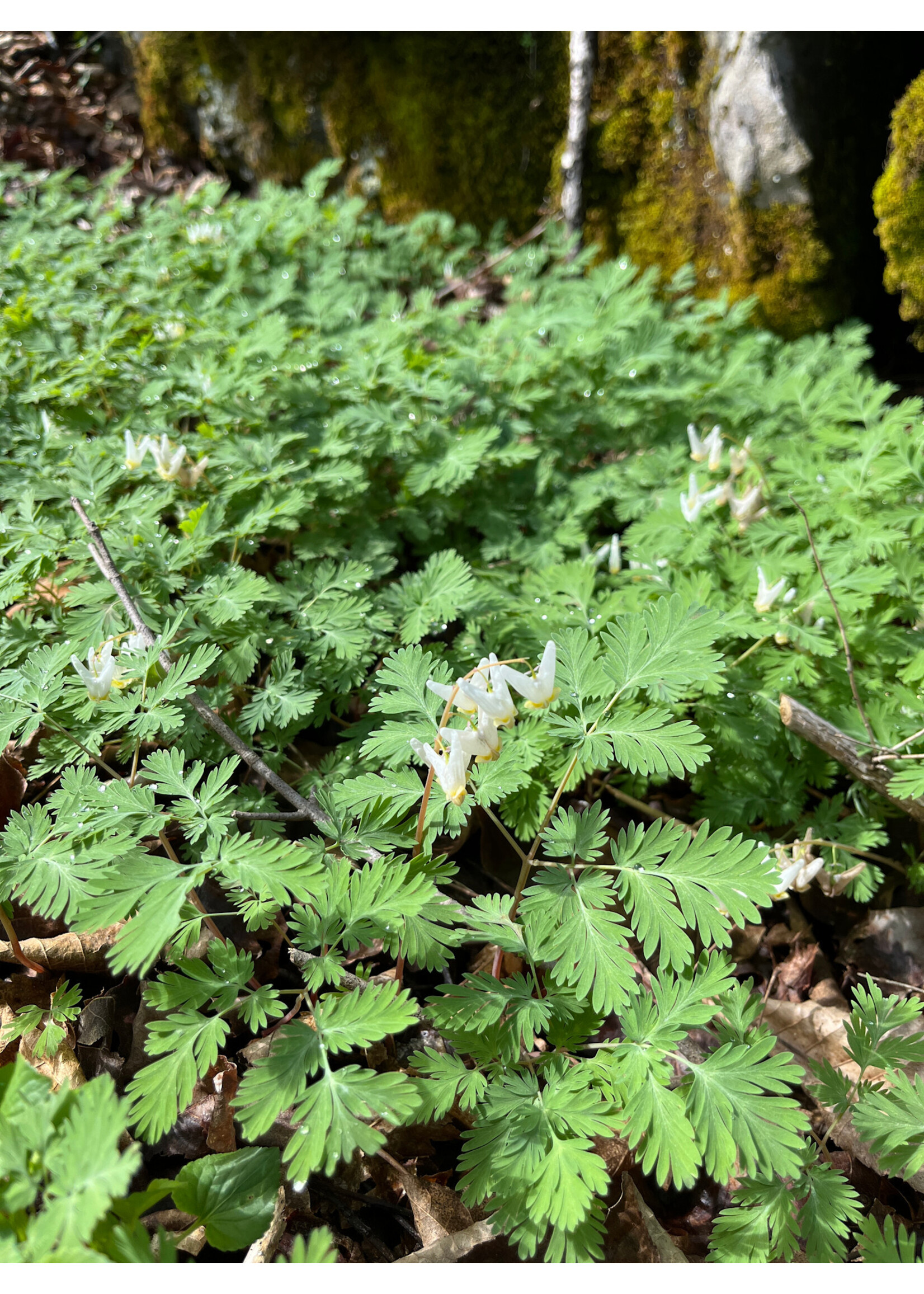 Spring Ephemerals Dicentra cucullaria Dutchman's Breeches, Qt