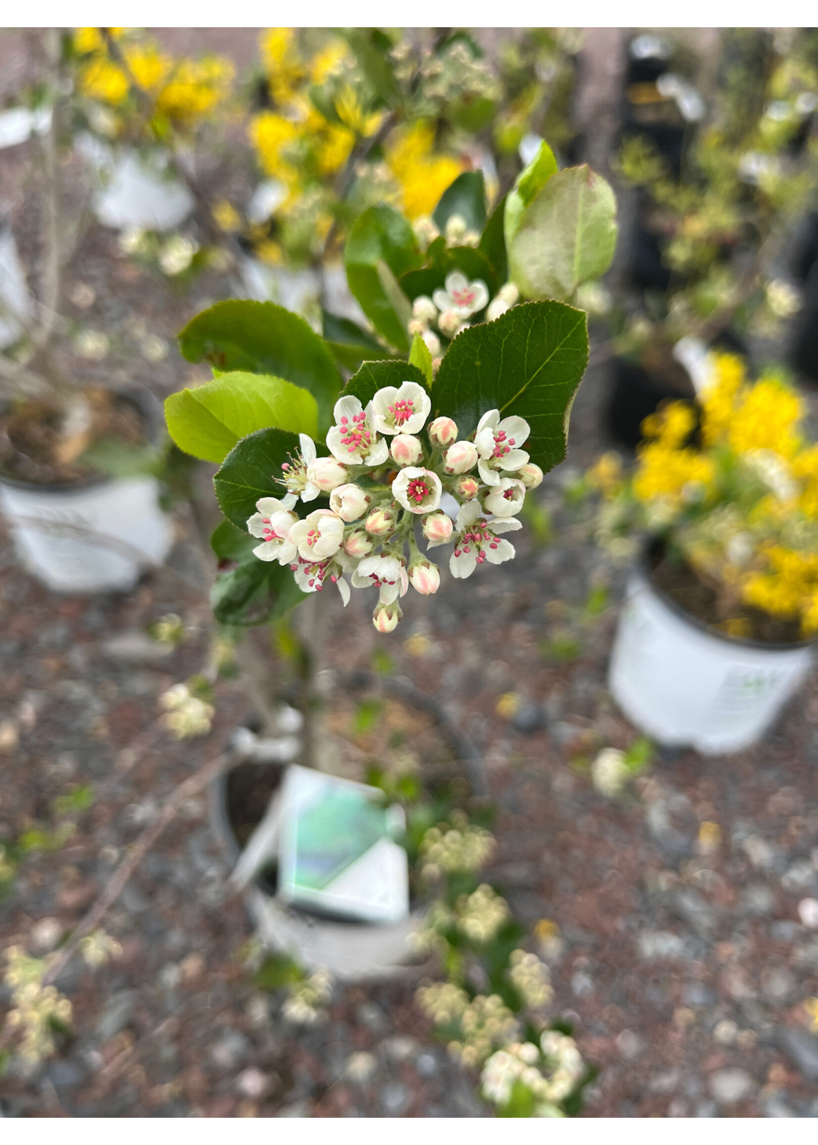 Aronia mel. Low Scape Mound Chokeberry, #3