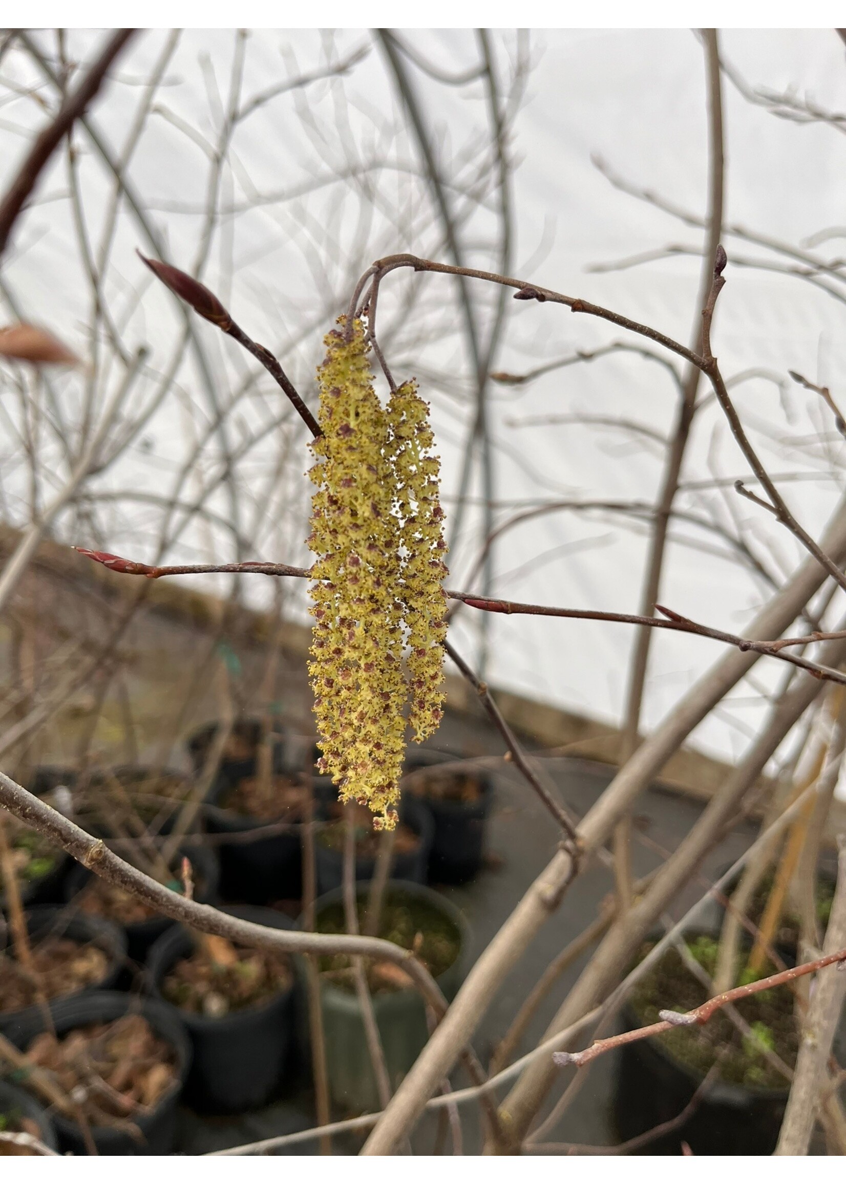 Alnus serrulata, Hazel alder or smooth alder #7 container