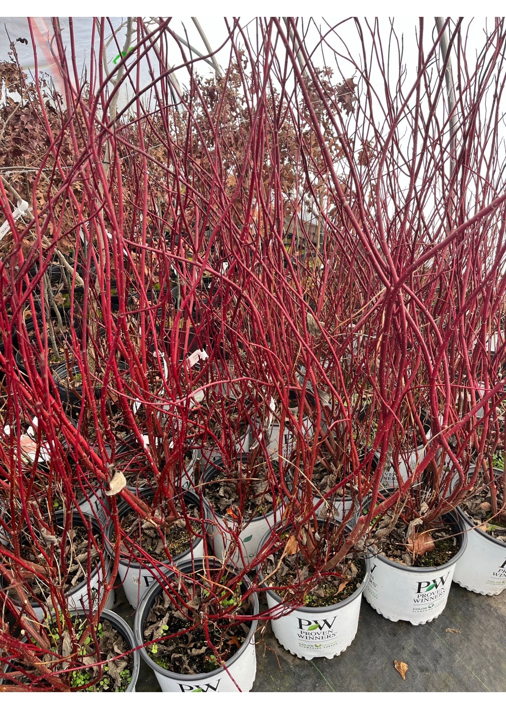 Cornus stolon. Farrow Dogwood - Red Twig, Arctic Fire, #3