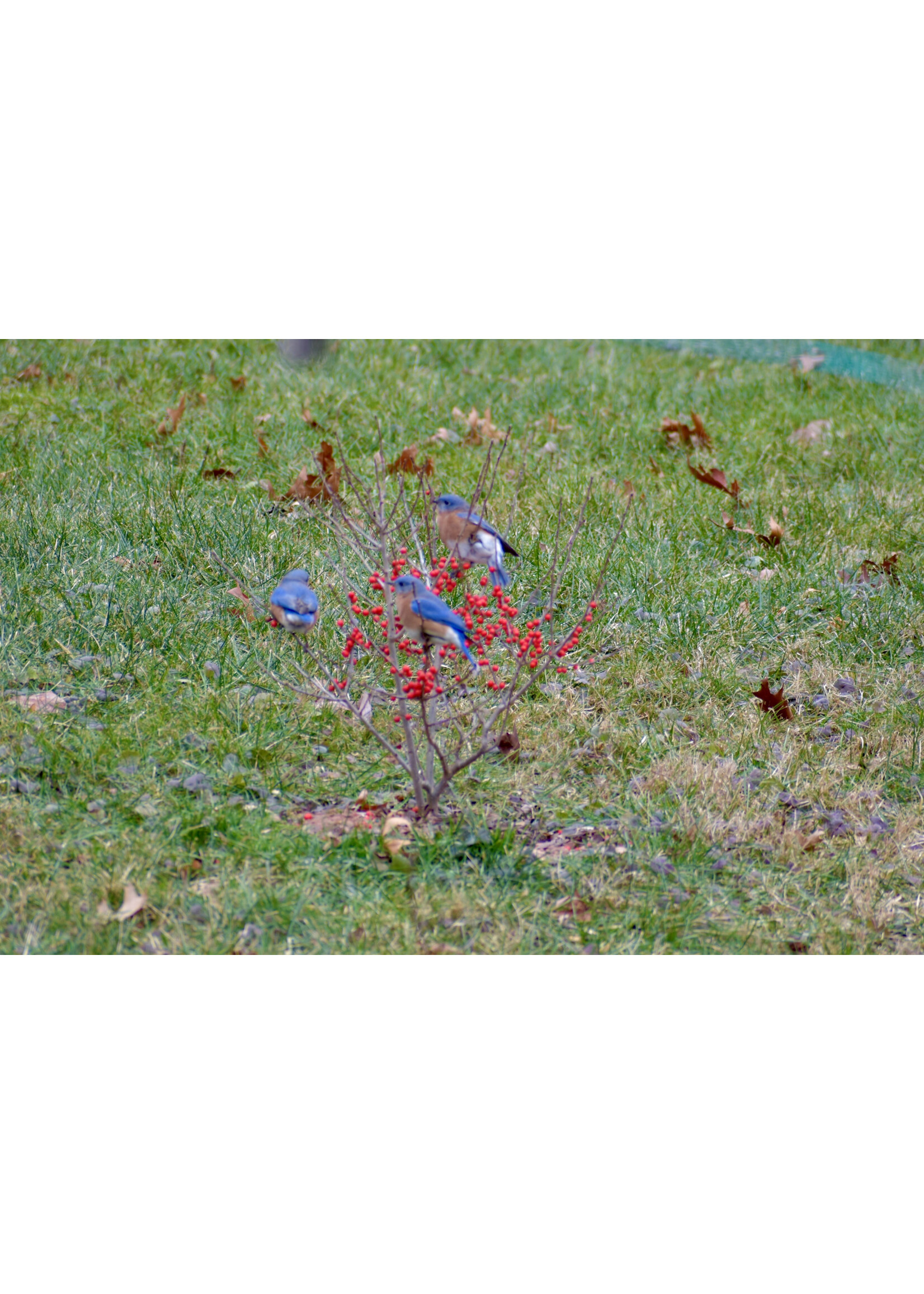 Ilex vert. FarrowBP Holly - Winterberry, Berry Poppins, #3