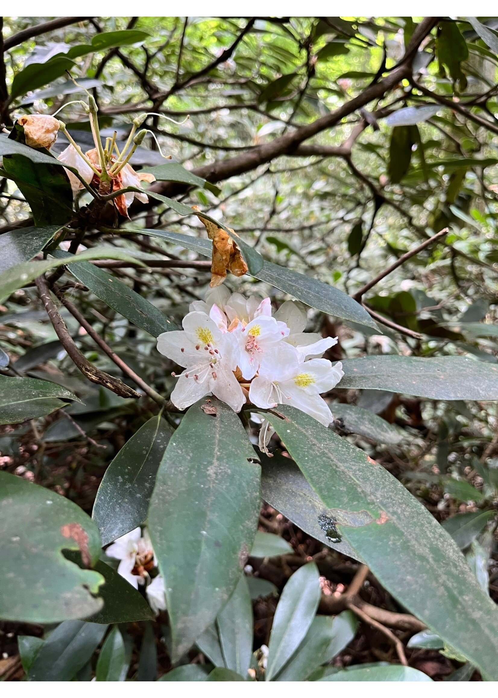 Rhododendron maximum Rhododendron, Rosebay, 3-5' b&b