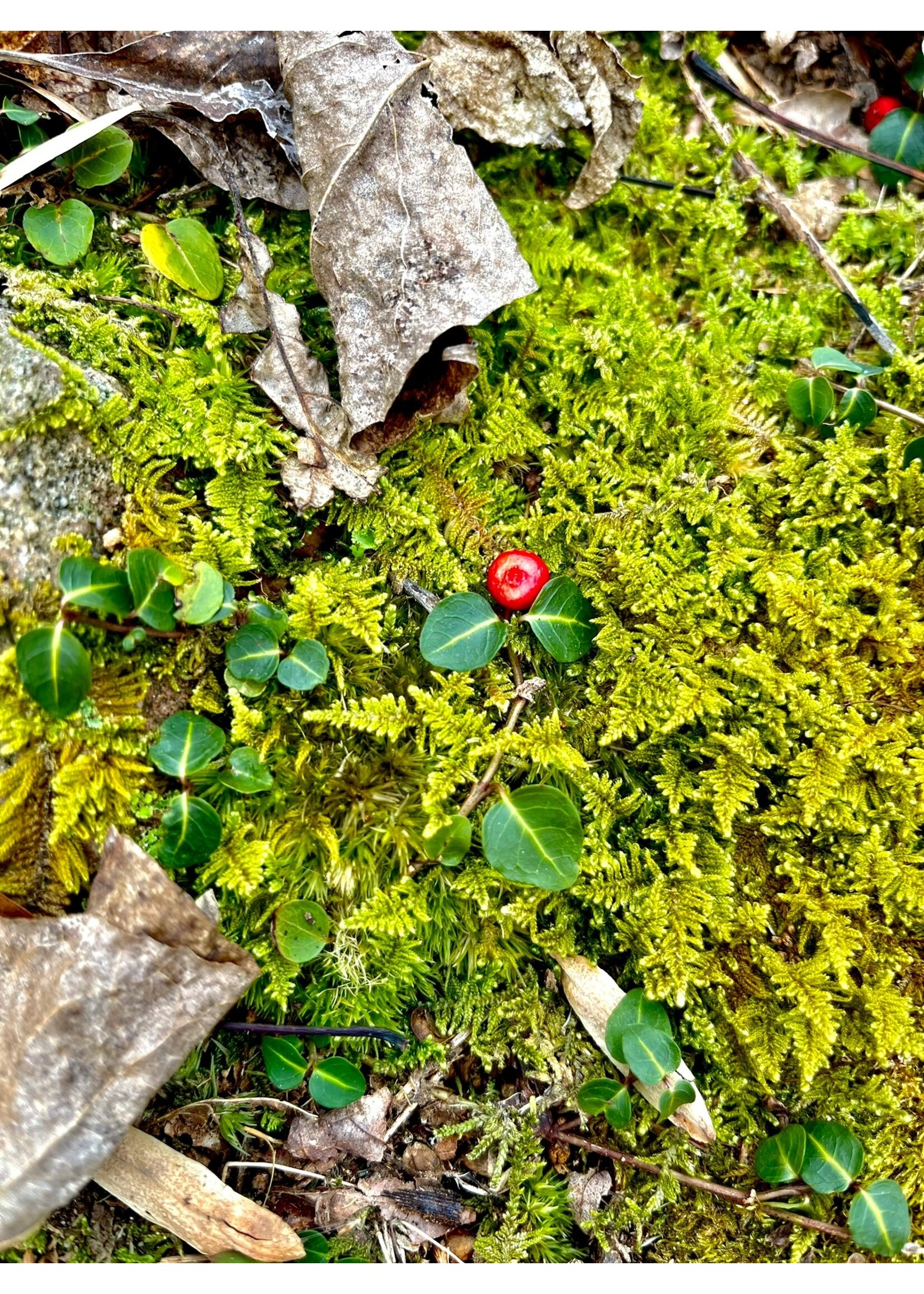 Mitchella repens, Partridge Berry #qt