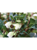 Helleborus Winterbells, Lenten Rose #1