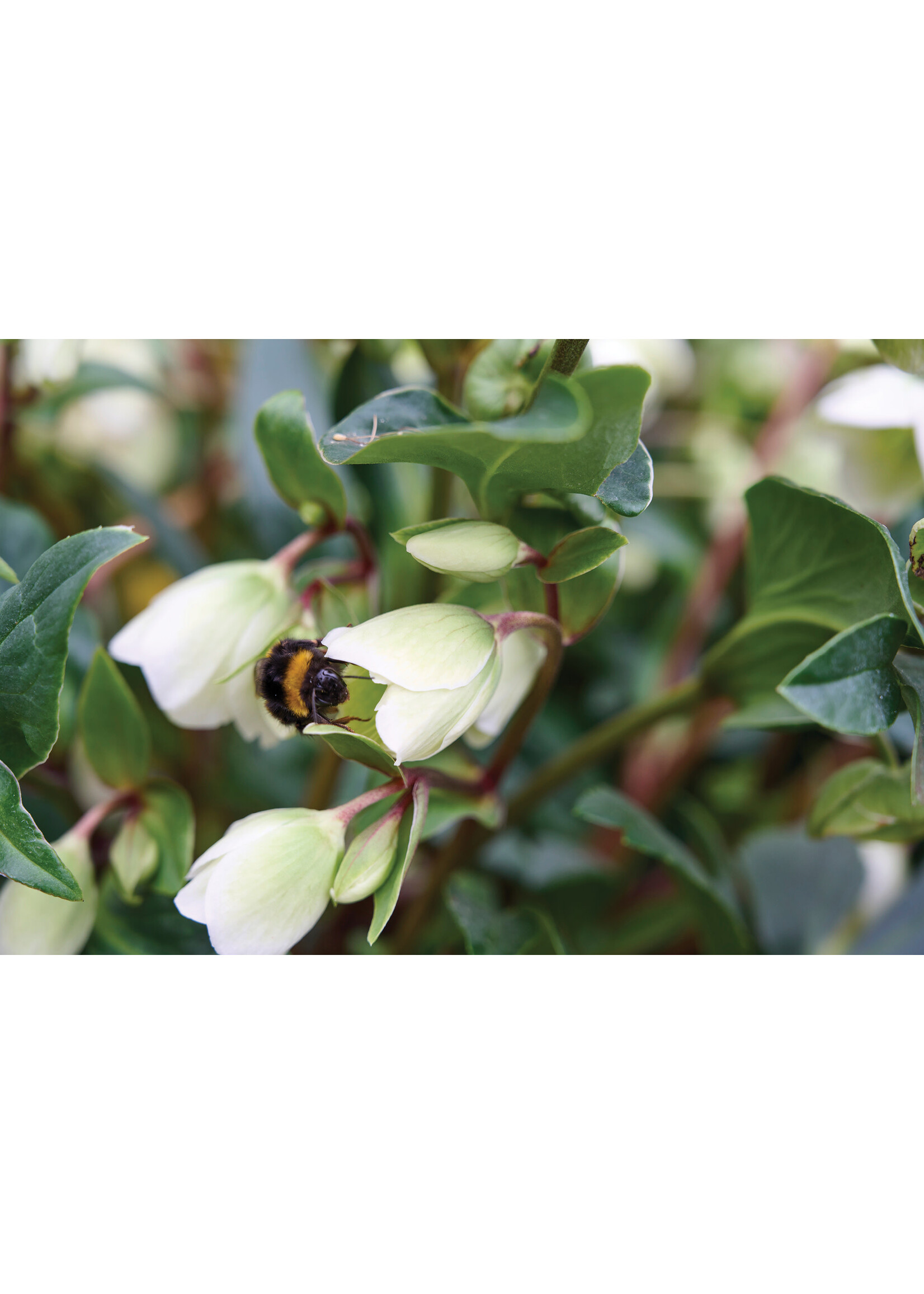 Helleborus Winterbells, Lenten Rose #1
