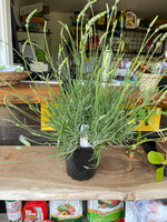 Lavandula x int. Phenomenal Lavender, Phenomenal,  #1 container