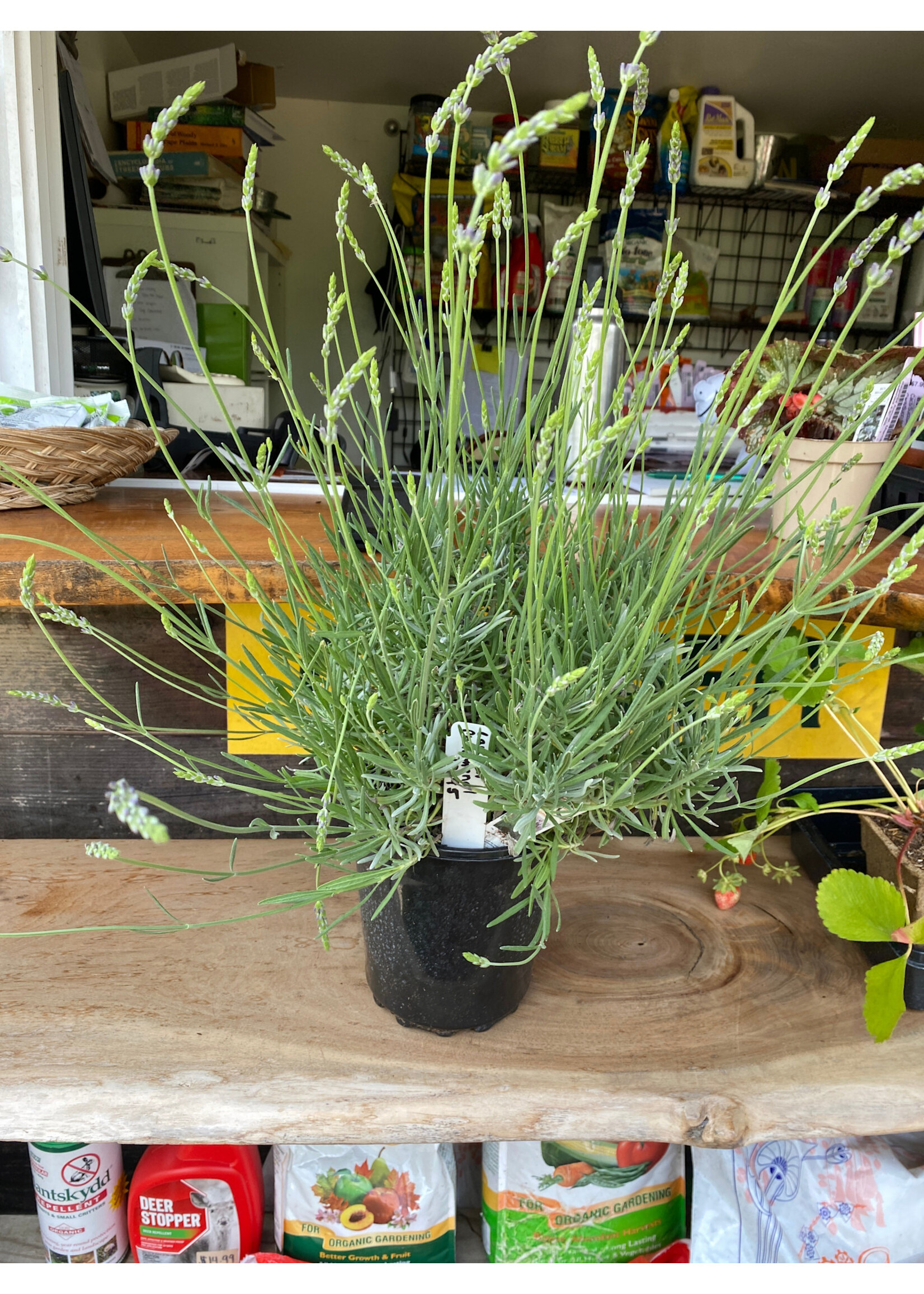 Lavandula x int. Phenomenal Lavender, Phenomenal,  #1 container