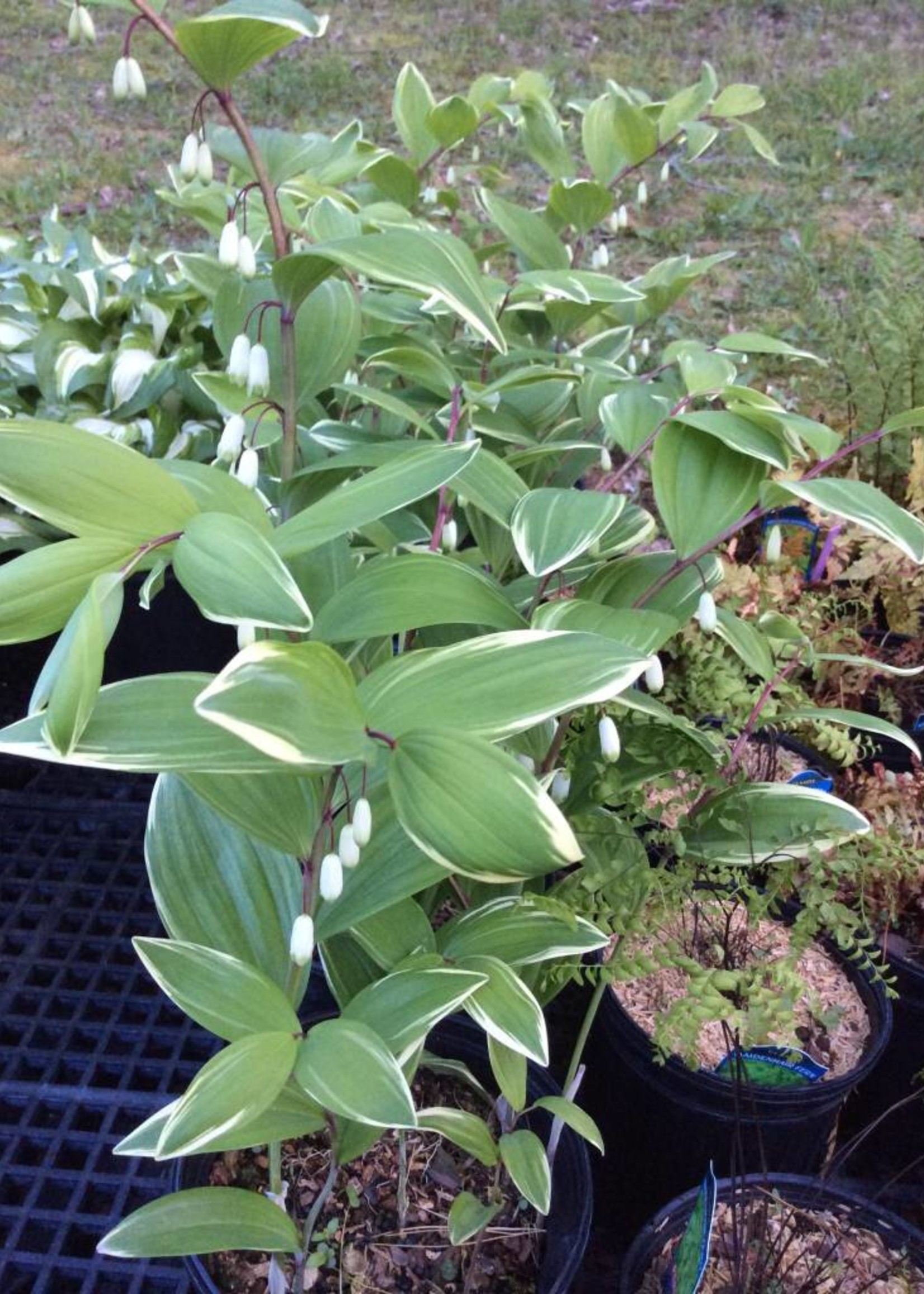 Perennial Plant of the Year Polygonatum o. Variegatum Solomon's Seal, Variegated, #1