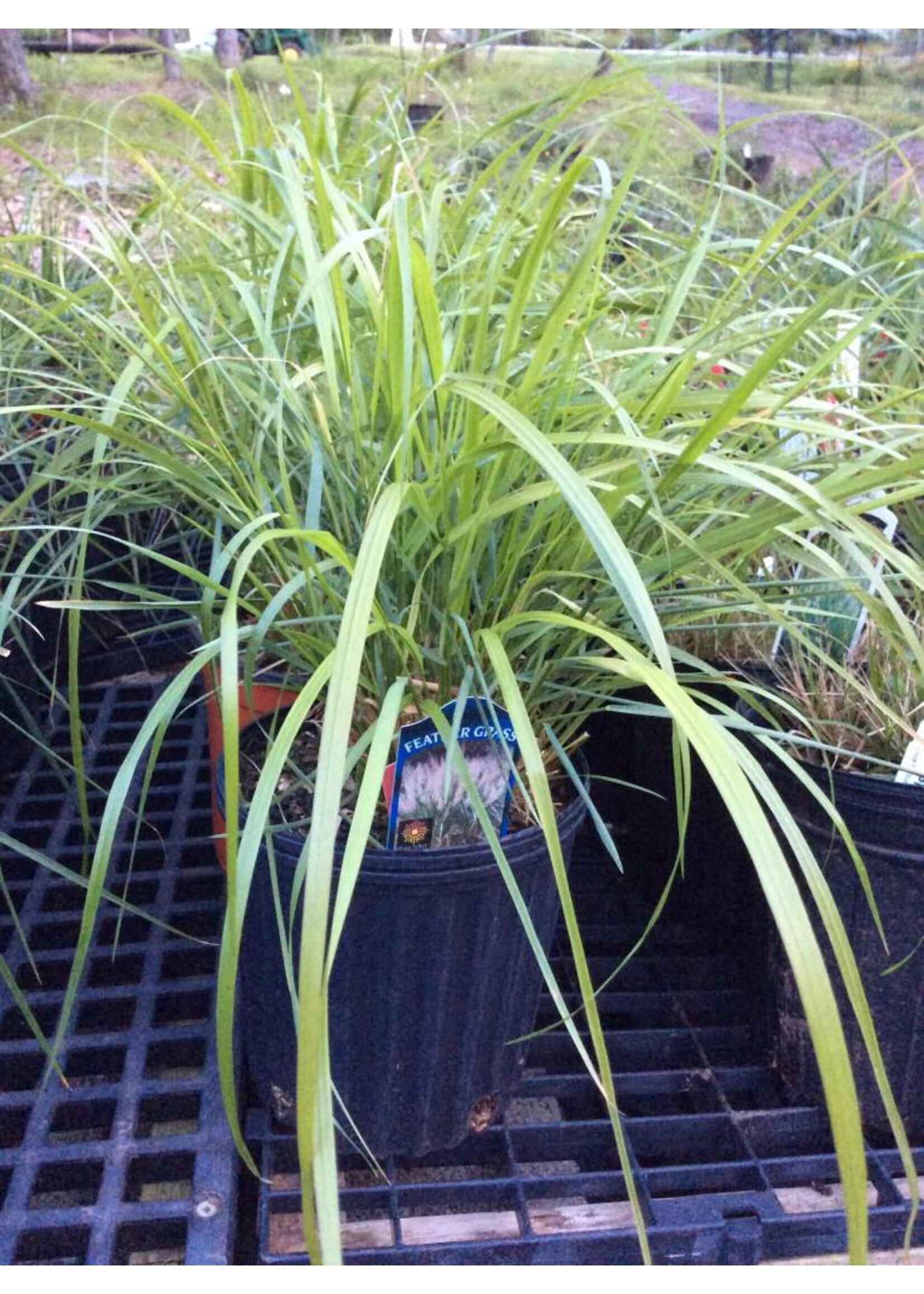 Rain Garden Calamagrostis brachytricha Grass -  Ornamental Feather Reed, #1