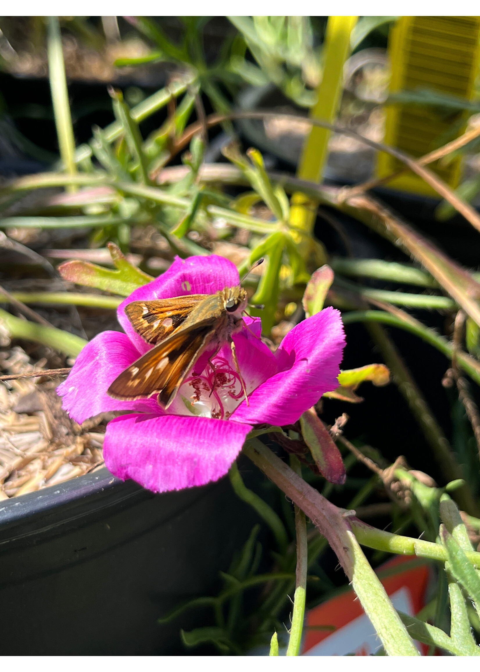 Callirhoe involucrata, Purple Poppy Mallow Wine Cups, #1