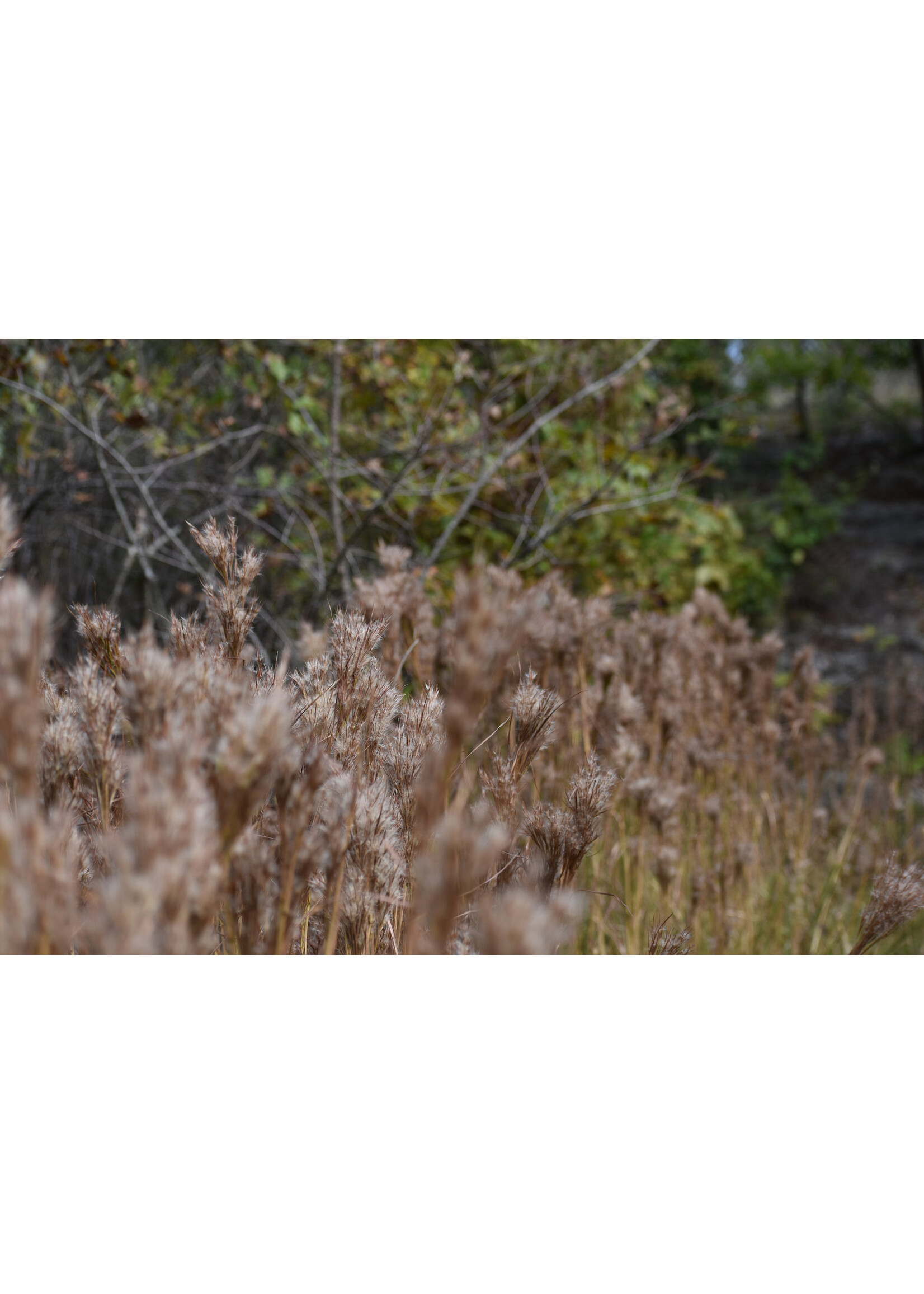 Andropogon glomeratus, Bushy Bluestem #1