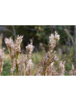 Andropogon glomeratus, Bushy Bluestem #1