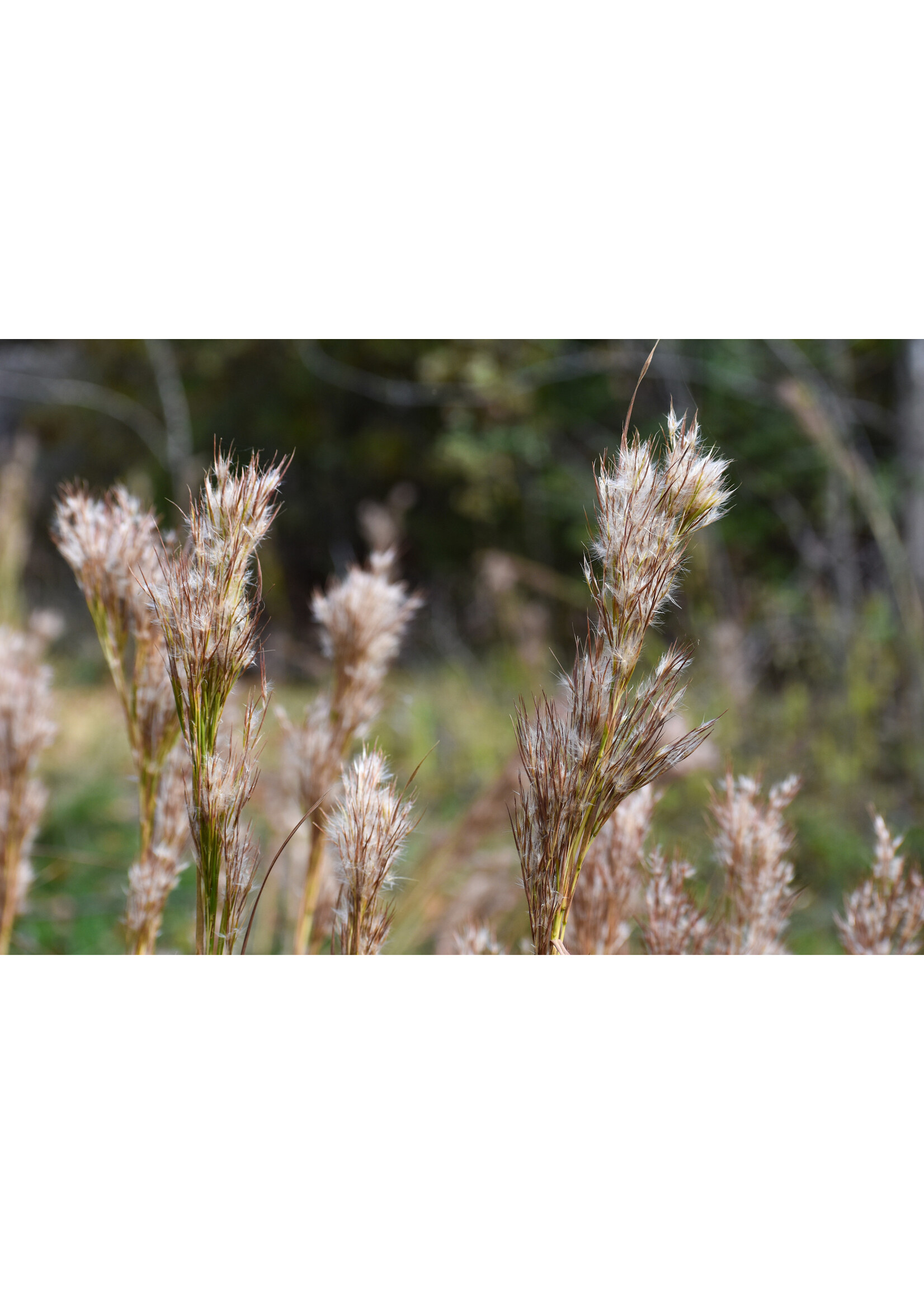 Andropogon glomeratus, Bushy Bluestem #1