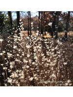 Andropogon ternarius Black Mountain, Splitbeard Bluestem #1