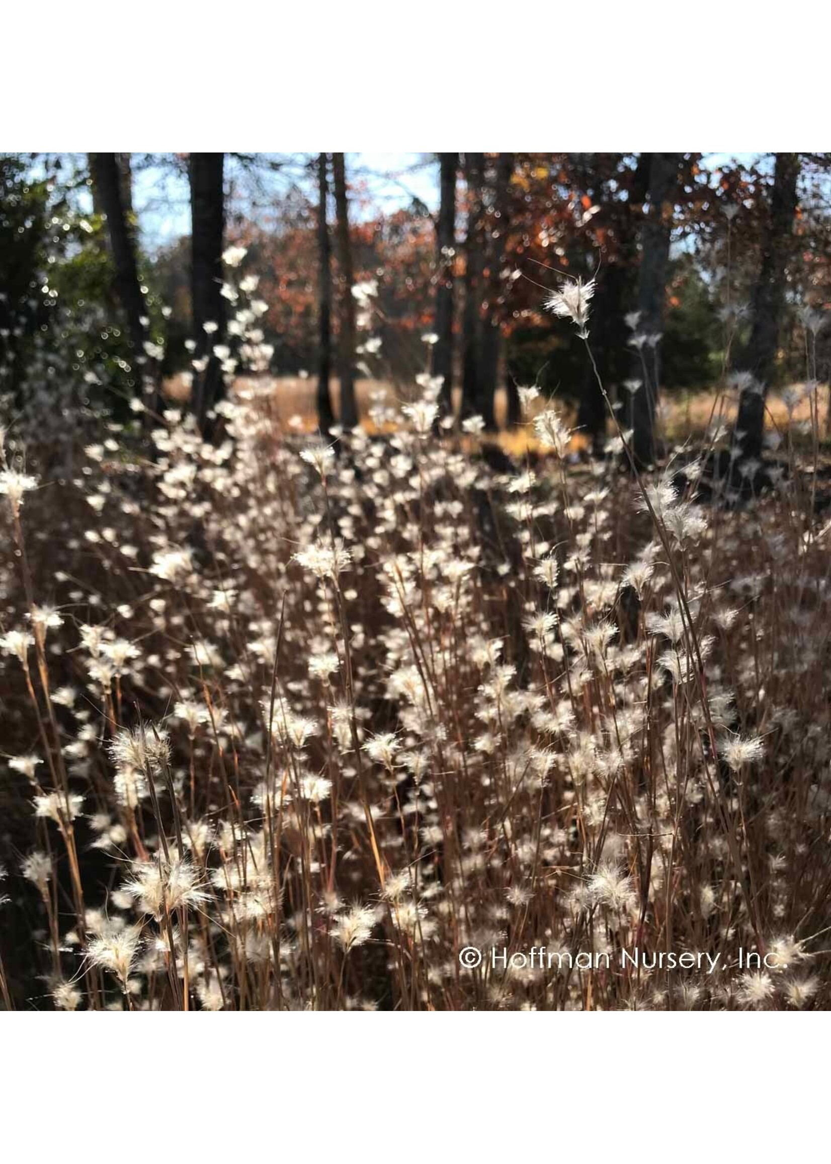 Andropogon ternarius Black Mountain, Splitbeard Bluestem #1
