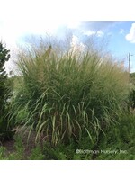 Panicum virgatum Thundercloud, Switchgrass #1