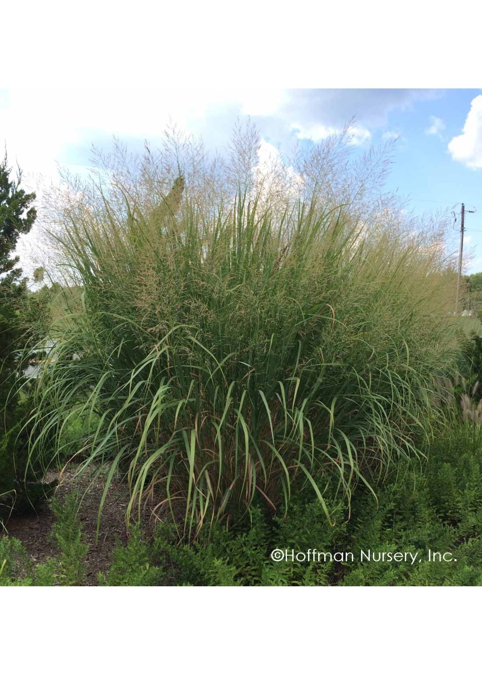 Panicum virgatum Thundercloud, Switchgrass #1