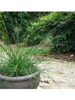 Juncus effusus Big Twister, Common Rush #1