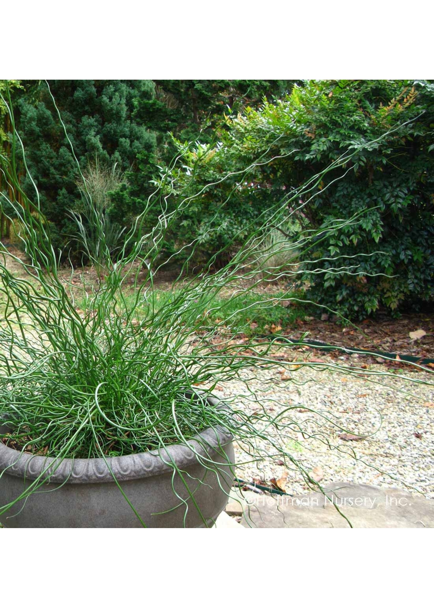 Juncus effusus Big Twister, Common Rush #1