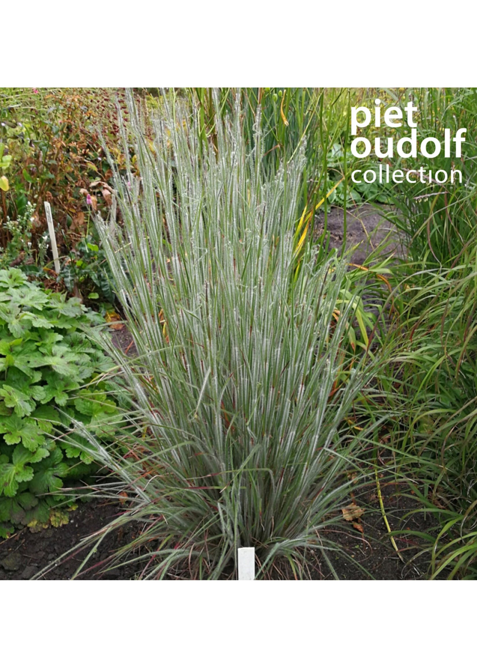 Schizachyrium scoparium Ha Ha Tonka, Little Blue Stem #1