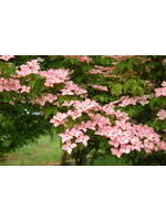 Cornus kousa Satomi, Kousa Dogwood #3