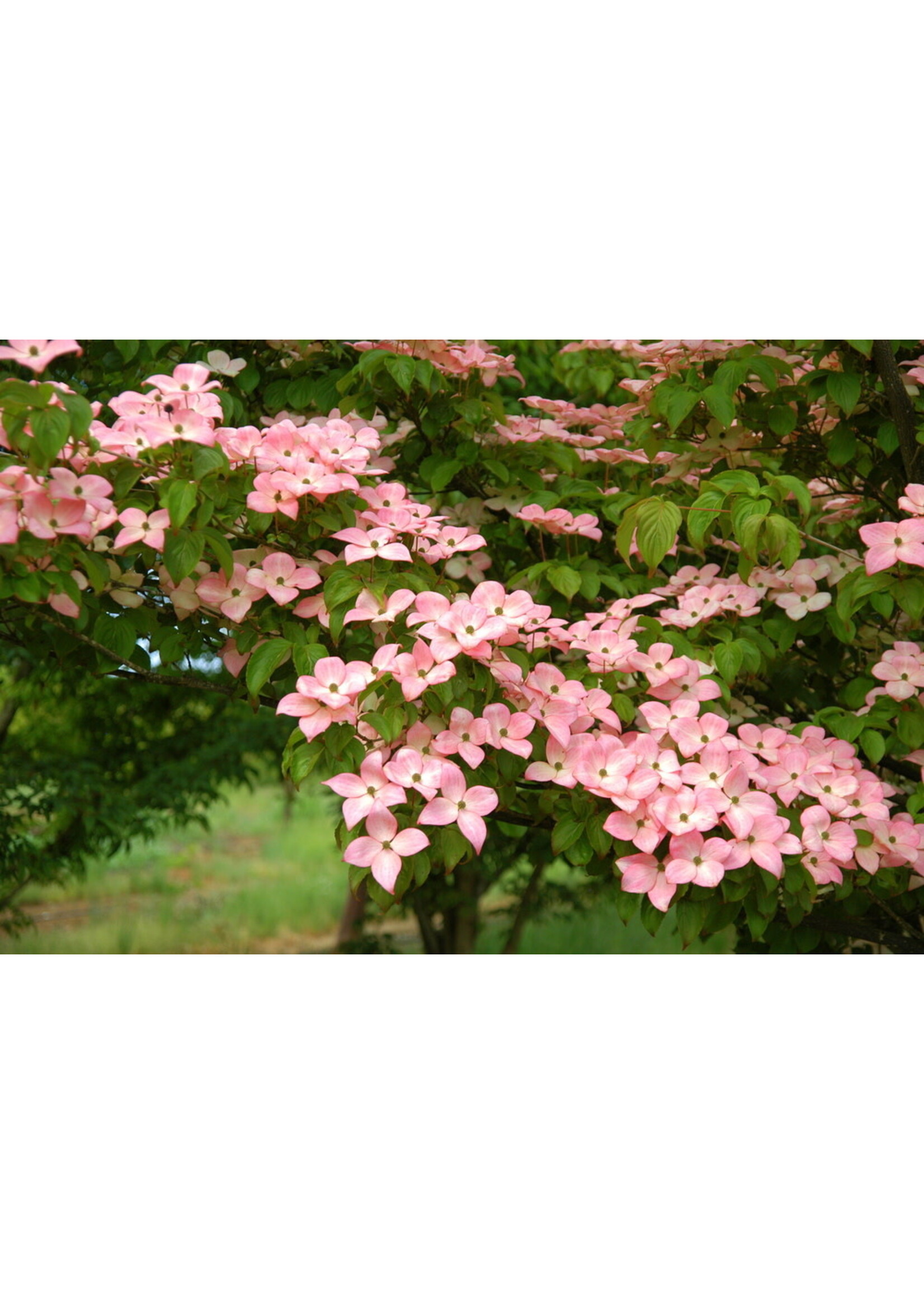 Cornus kousa Satomi, Kousa Dogwood #3