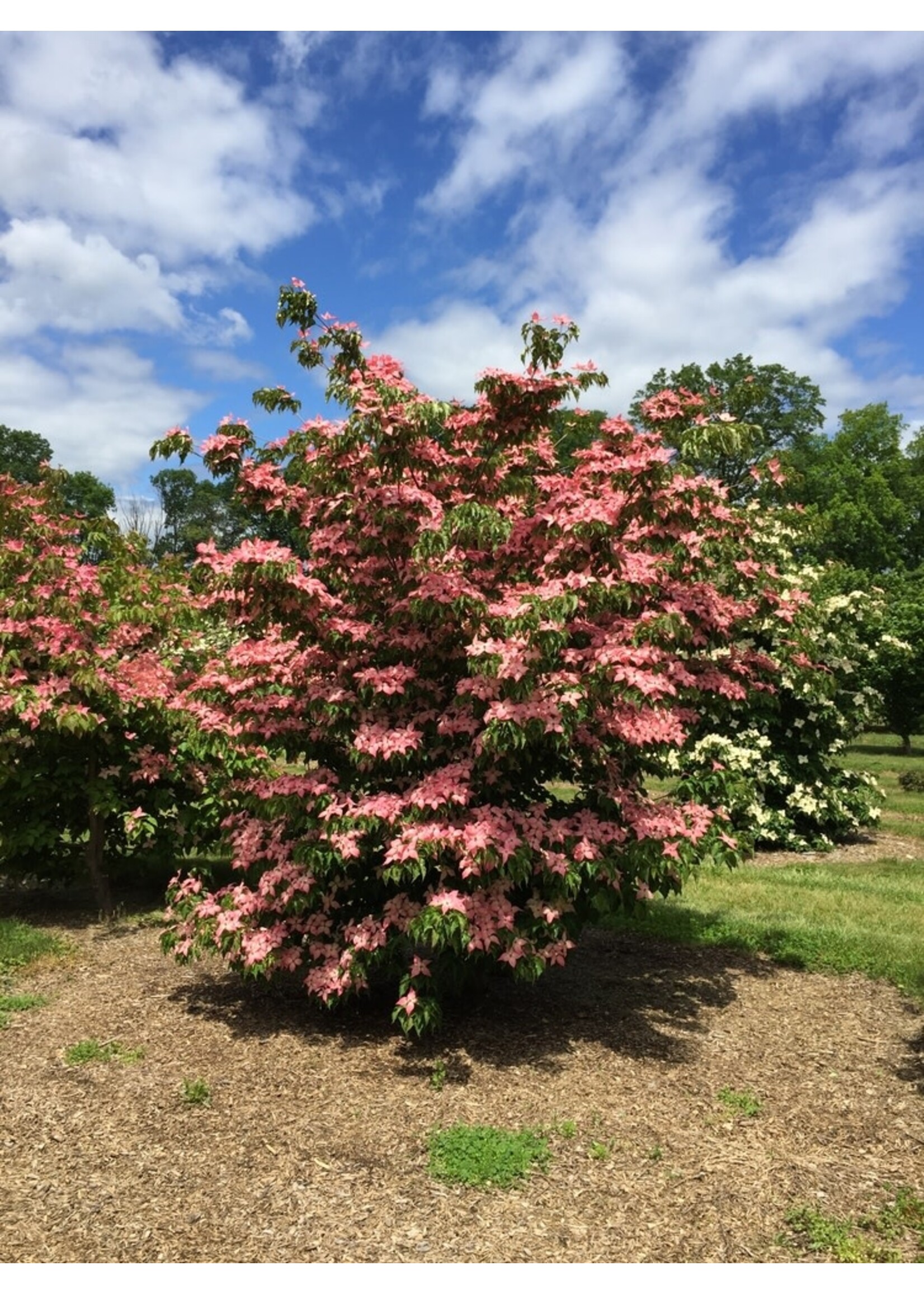 Cornus kousa Scarlet Fire, Kousa Dogwood #3